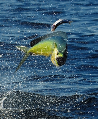 Pesca deportiva